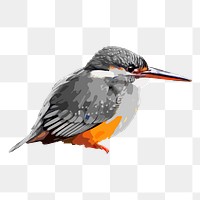 Kingfisher bird png sticker, transparent background