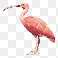 Ibis bird png sticker, transparent background