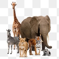 Safari animals png, wildlife, zoo campaign on transparent background