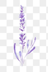 Lavender flower png sticker, floral watercolor design, transparent background