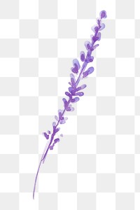 Lavender flower png sticker, floral watercolor design, transparent background