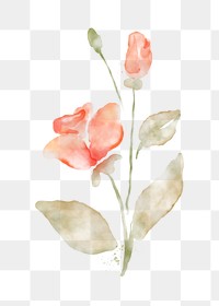 Rose clipart png, watercolor orange illustration on transparent background