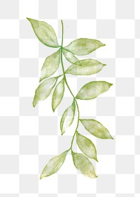 Leaf clipart png, watercolor green illustration on transparent background