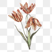 Tulip png, clip art sticker for scrapbook journal collage, transparent background