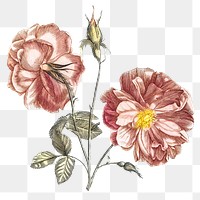 Camellia flower png, clip art sticker for scrapbook journal collage, transparent background