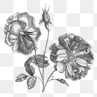 Camellia flower png, sketch clip art for scrapbook journal collage, transparent background