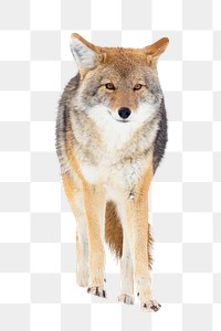 Fox png sticker, animal cut out on transparent background