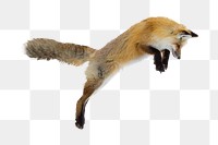 Jumping fox png sticker, animal cut out on transparent background