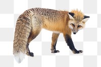 Red fox png sticker, animal cut out on transparent background