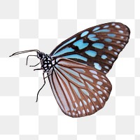 Butterfly png sticker, animal cut out on transparent background