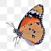 Monarch butterfly png sticker, animal cut out on transparent background