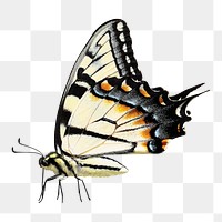 Yellow butterfly png sticker, animal cut out on transparent background