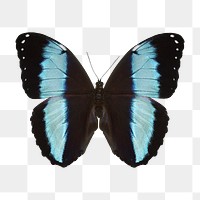 Blue butterfly png sticker, animal cut out on transparent background