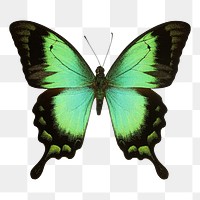 Green butterfly png sticker, animal cut out on transparent background