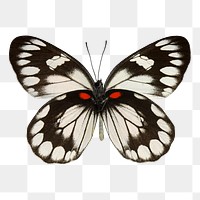 Butterfly png sticker, animal cut out on transparent background