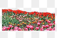 Flower field  png sticker, nature design, transparent background