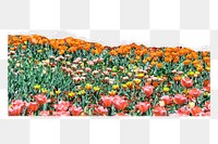 Flower field  png sticker, nature design, transparent background