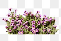 Purple flower png sticker, morning glory, transparent background