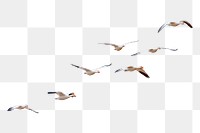 Bird flock png sticker, animal cut out on transparent background