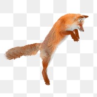 Cute fox png sticker, jumping animal cut out on transparent background