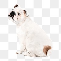 English bulldog png illustration on transparent background in watercolor