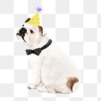 English bulldog png illustration on transparent background in watercolor with party hat