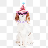 Cavalier King Charles Spaniel dog png illustration on transparent background in watercolor birthday party hat