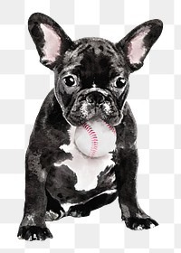 French bulldog png illustration on transparent background in watercolor with baseball ball in his mouth