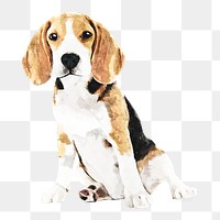 Beagle png illustration on transparent background in watercolor