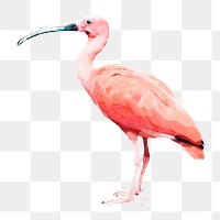 Scarlet ibis bird png illustration on transparent background in watercolor