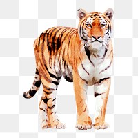 Watercolor tiger png illustration on transparent background