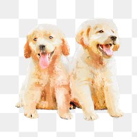 Golden retriever puppies png illustration on transparent background in watercolor