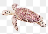 Turtle png illustration on transparent background in watercolor