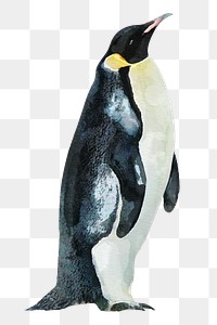 Watercolor penguin png illustration on transparent background