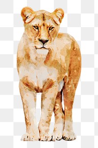 Watercolor lioness png illustration on transparent background