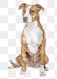 Pitbull terrier dog png illustration on transparent background in watercolor
