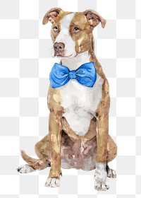 Pitbull terrier dog png illustration on transparent background in watercolor with blue bow tie