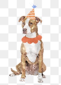 Pitbull terrier dog png illustration on transparent background in watercolor with birthday party hat & collar