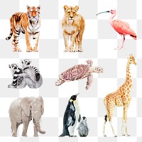 Wildlife animal png illustration set on transparent background