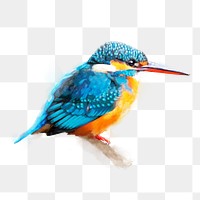 Kingfisher bird png illustration on transparent background in watercolor