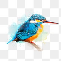 Kingfisher bird png illustration on transparent background in watercolor