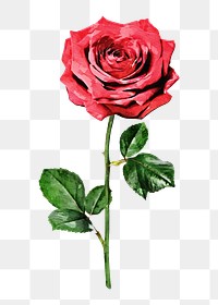 Red rose png illustration on transparent background