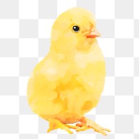 Chick png sticker, watercolor illustration, transparent background