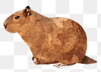 Capybara png sticker, watercolor illustration, transparent background