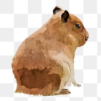 Capybara png sticker, watercolor illustration, transparent background