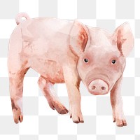 Pig  png sticker, watercolor illustration, transparent background