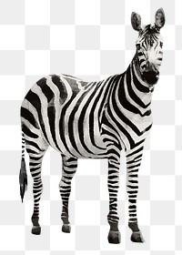 Zebra png sticker, watercolor illustration, transparent background