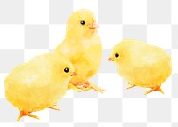 Chicks png sticker, watercolor illustration, transparent background