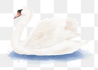 Mute swan png sticker, watercolor illustration, transparent background