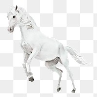 White horse png sticker, watercolor illustration, transparent background